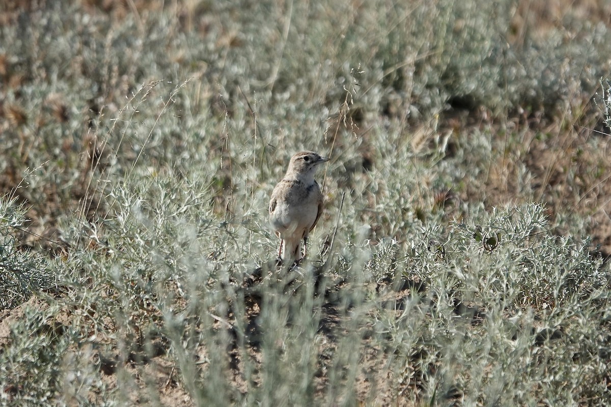 Greater Short-toed Lark - ML644606940
