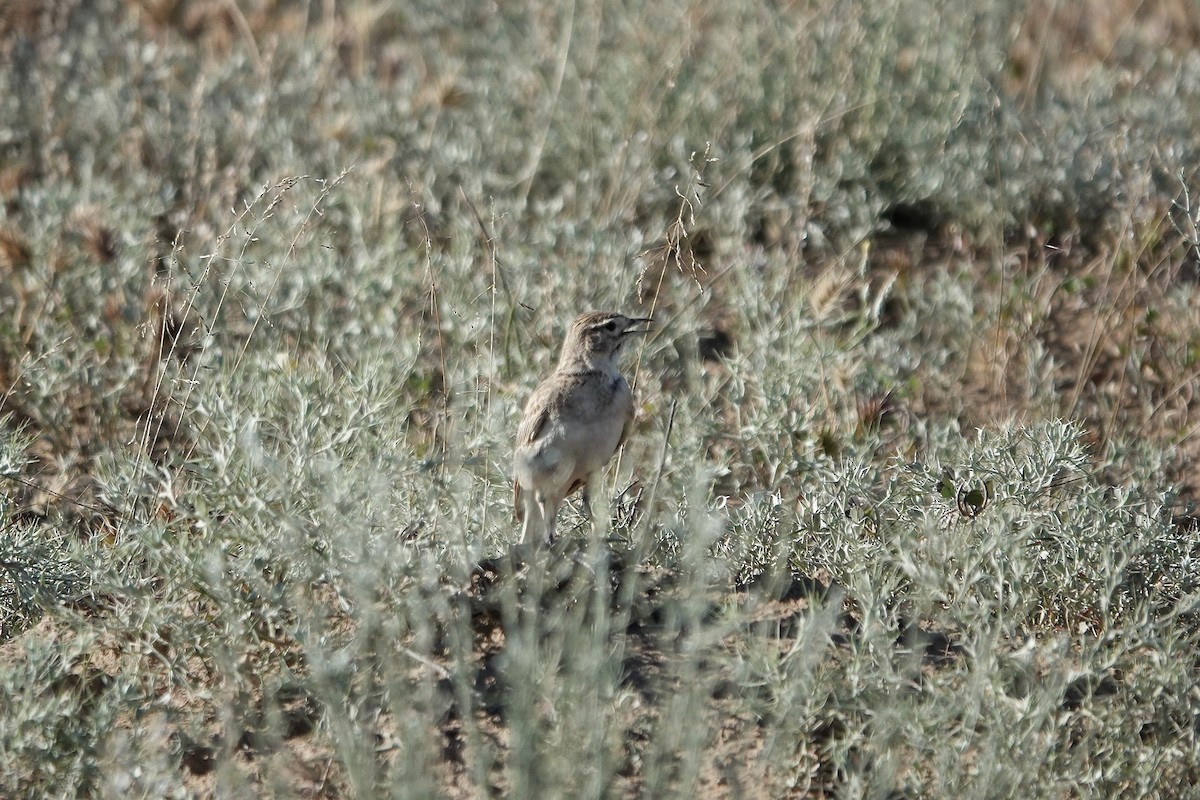 Greater Short-toed Lark - ML644606943
