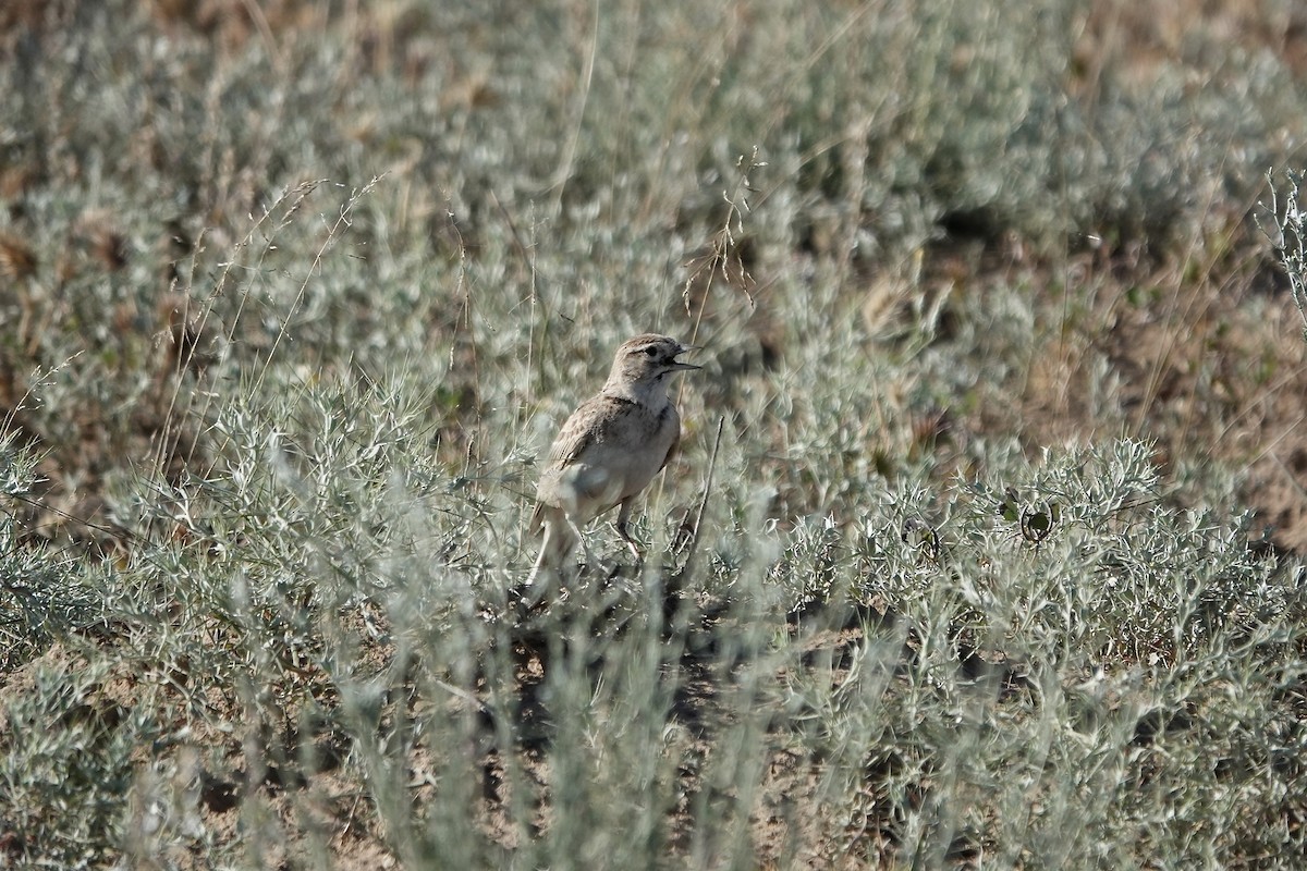 Greater Short-toed Lark - ML644606944