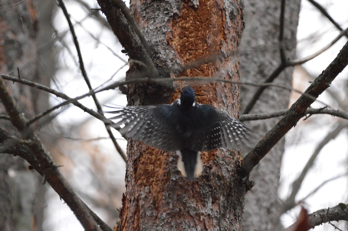Black-backed Woodpecker - ML644606945