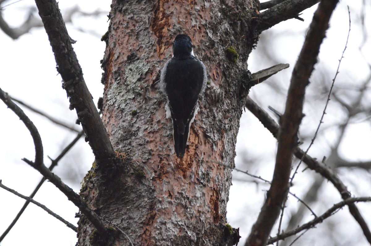 Black-backed Woodpecker - ML644606946