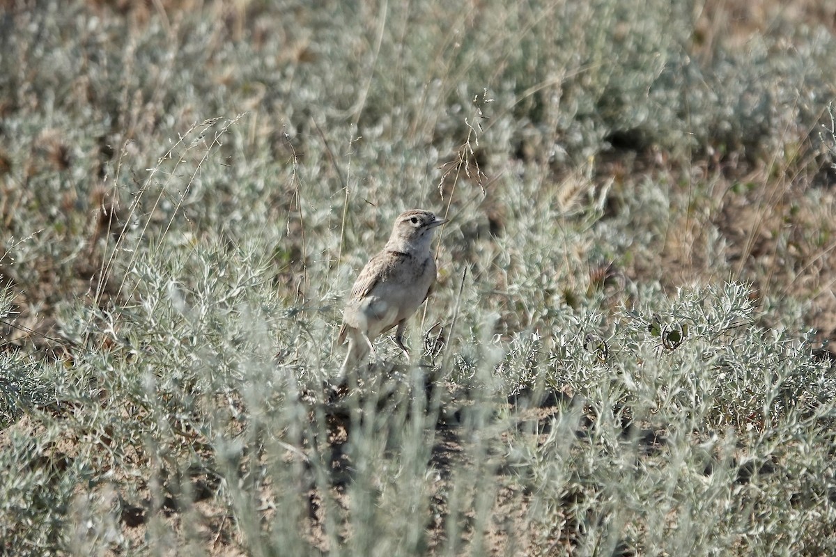 Greater Short-toed Lark - ML644606947