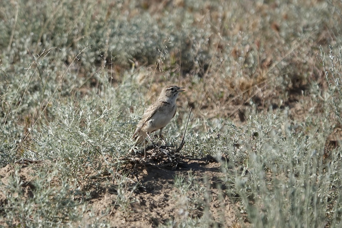 Greater Short-toed Lark - ML644606953