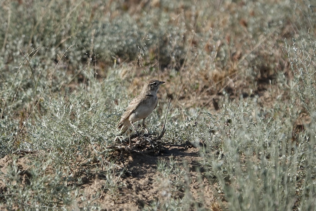 Greater Short-toed Lark - ML644606955