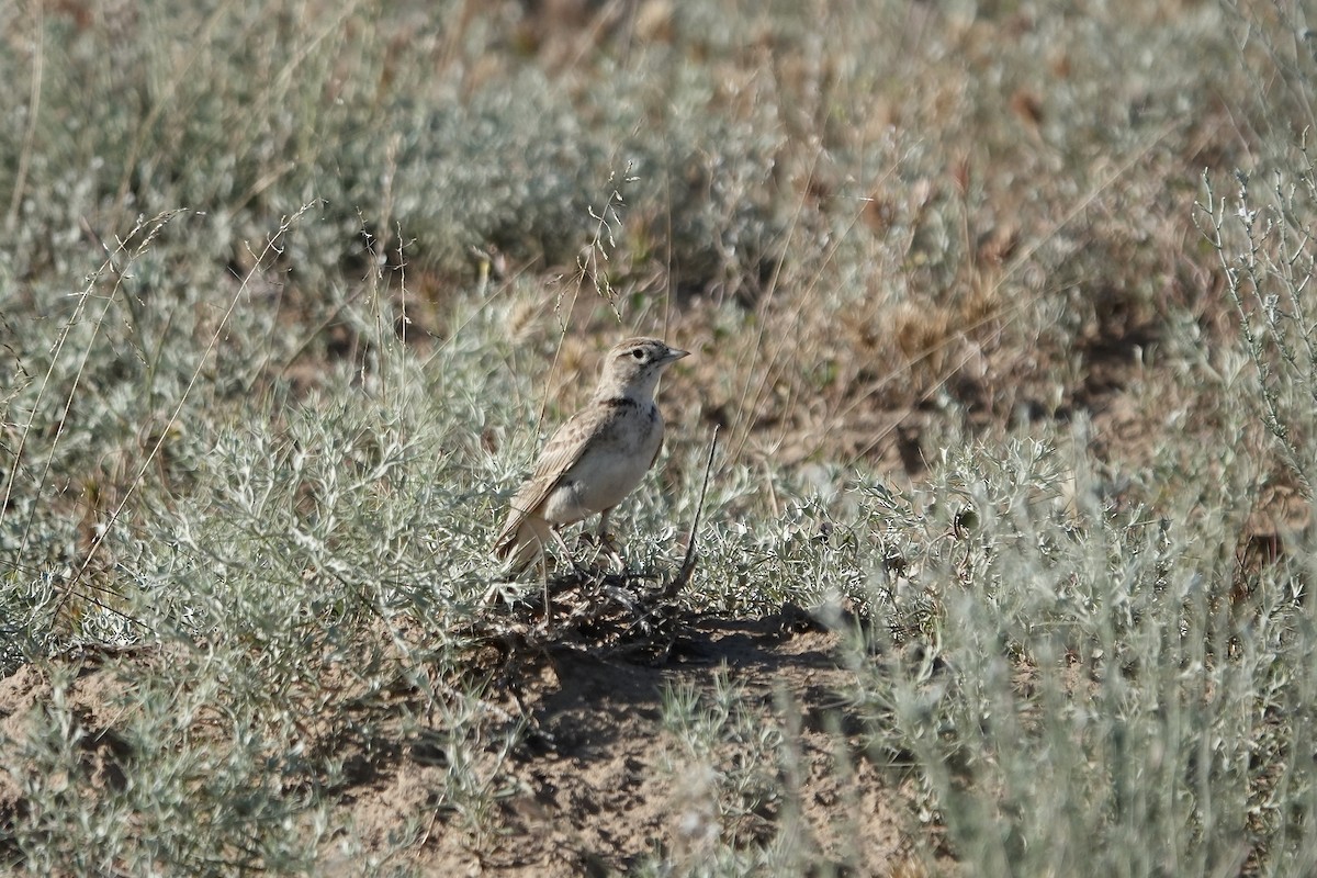 Greater Short-toed Lark - ML644606957