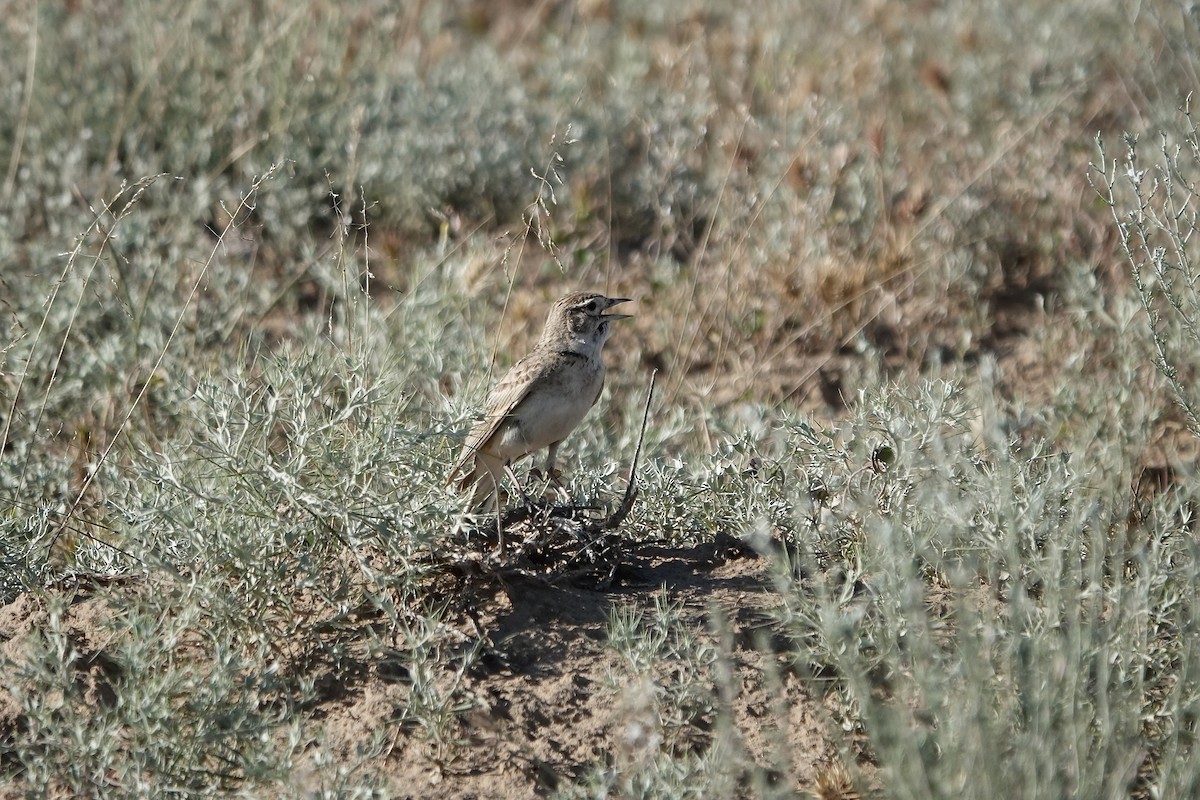 Greater Short-toed Lark - ML644606959