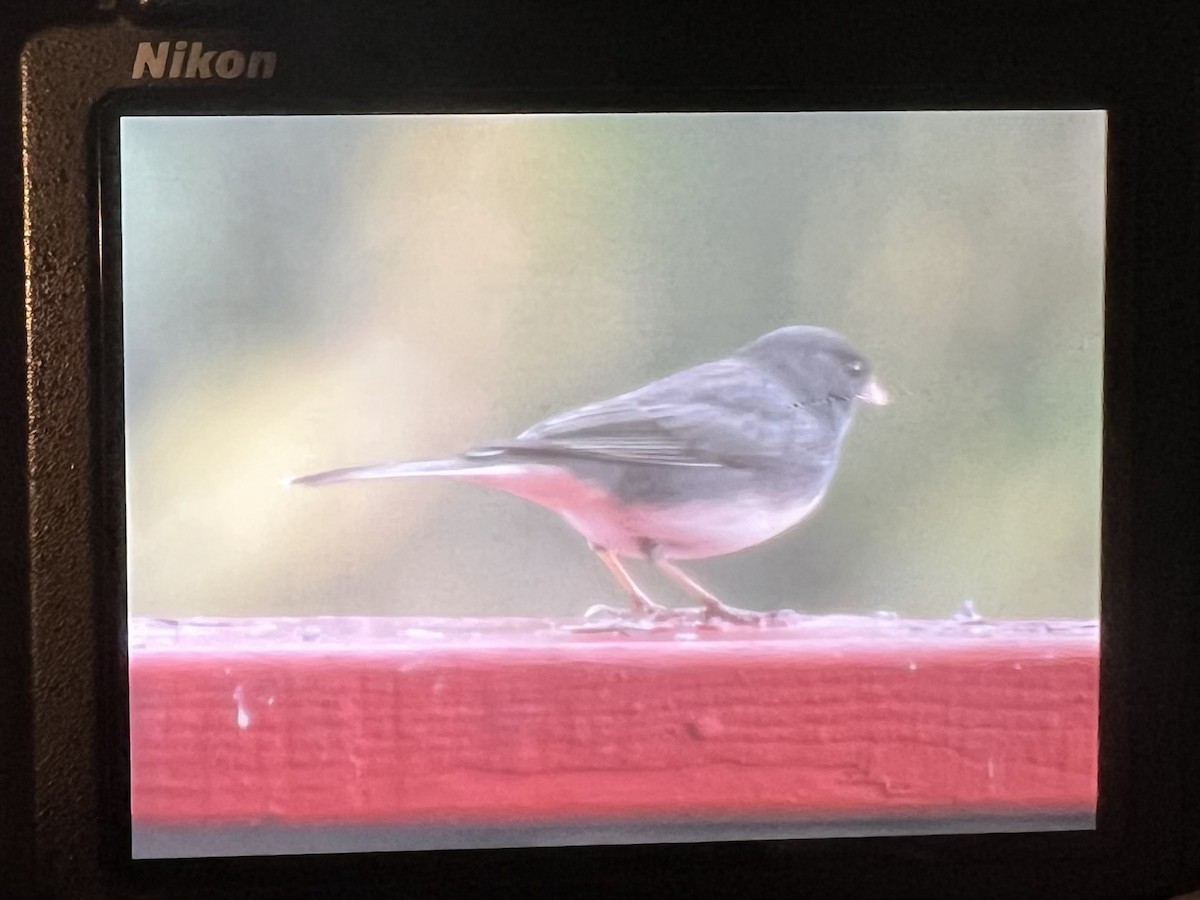 Dark-eyed Junco (Slate-colored) - ML644606960