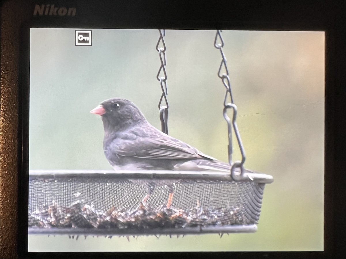 Dark-eyed Junco (Slate-colored) - ML644606961