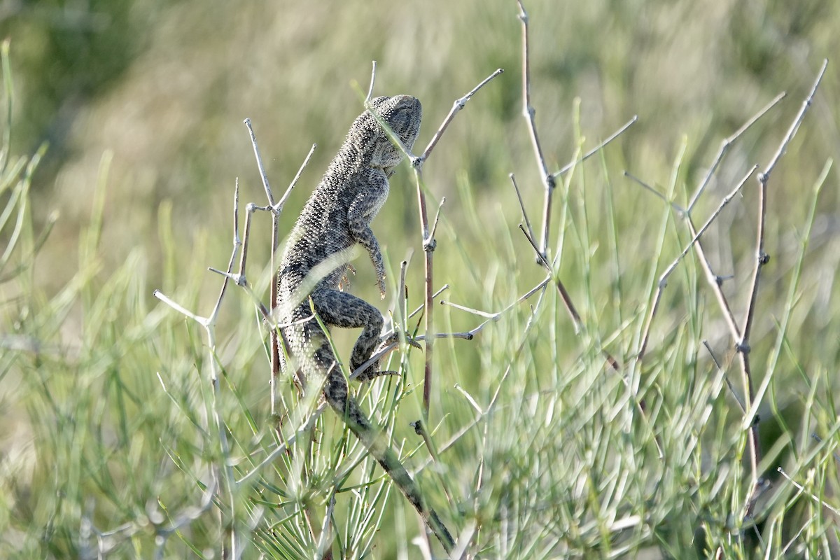 Steppe Agama - ML644606966