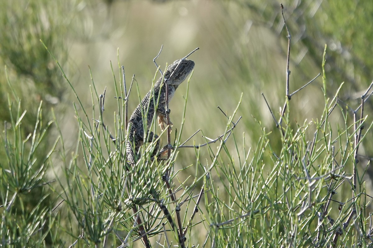 Steppe Agama - ML644606967