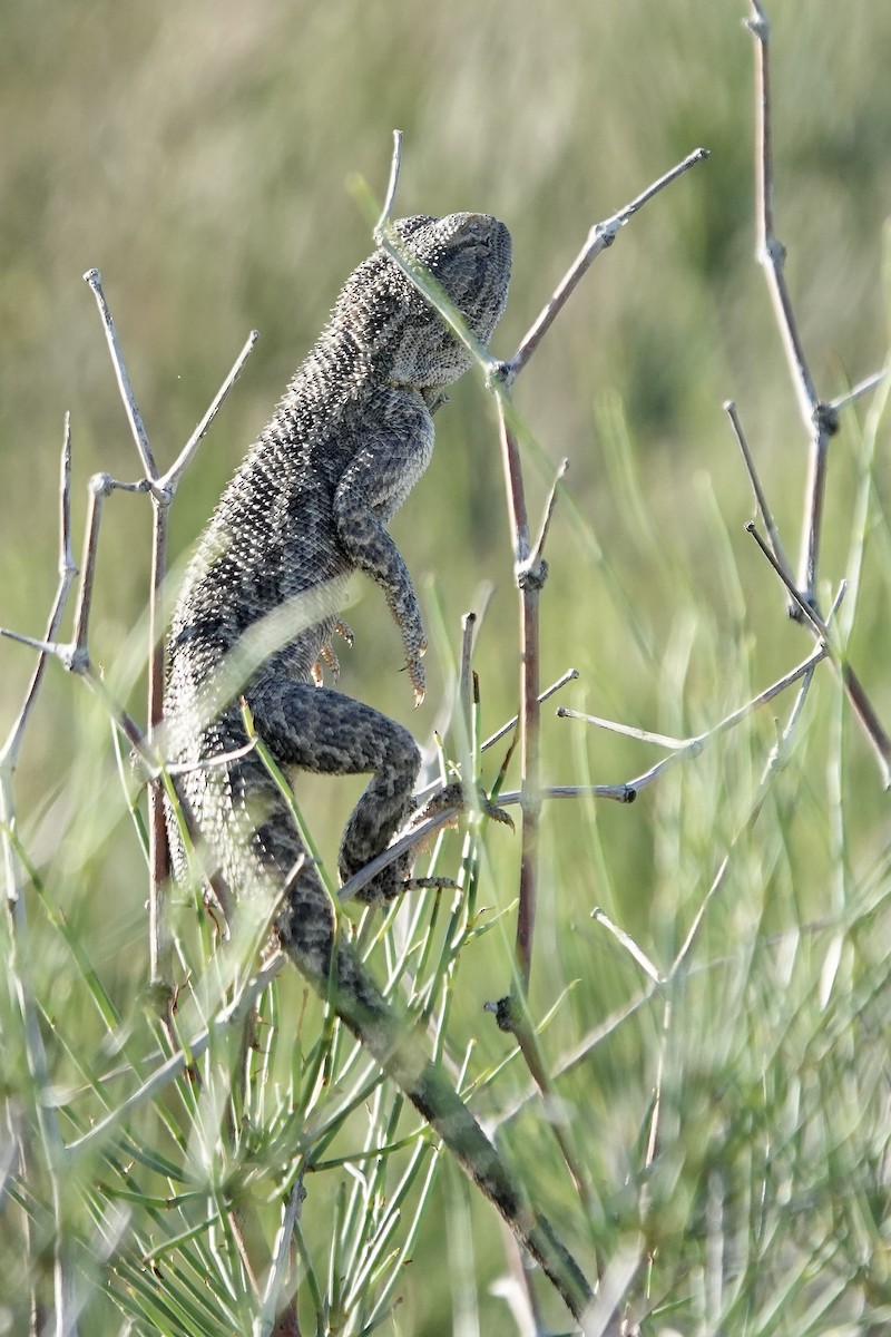 Steppe Agama - ML644606968