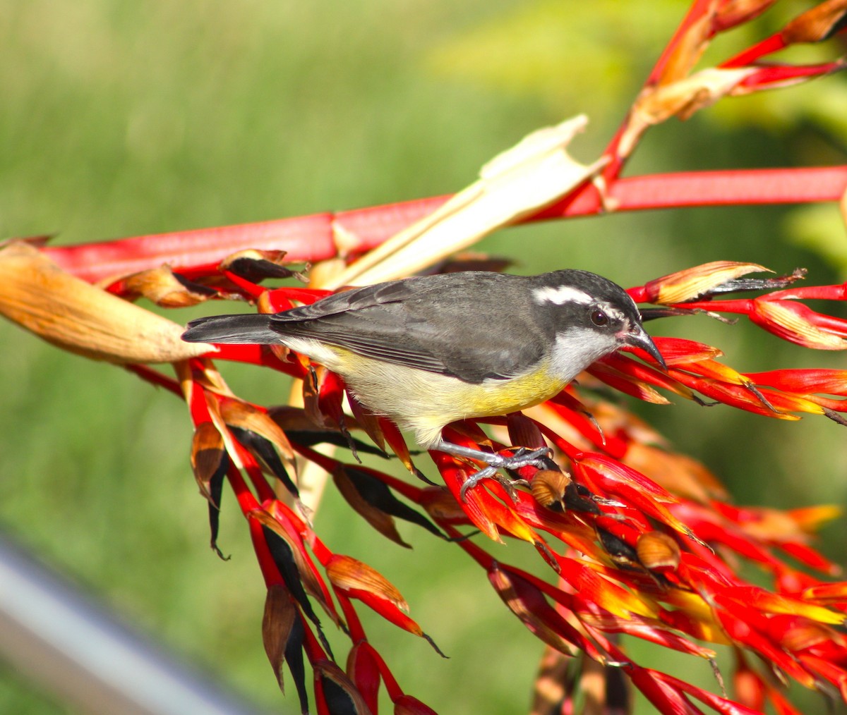 Sucrier à ventre jaune - ML644606969