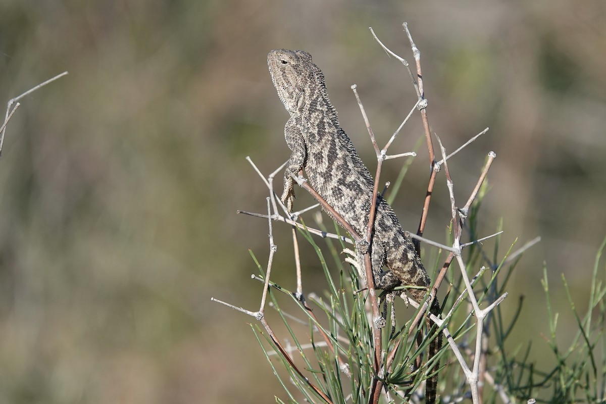 Steppe Agama - ML644606971