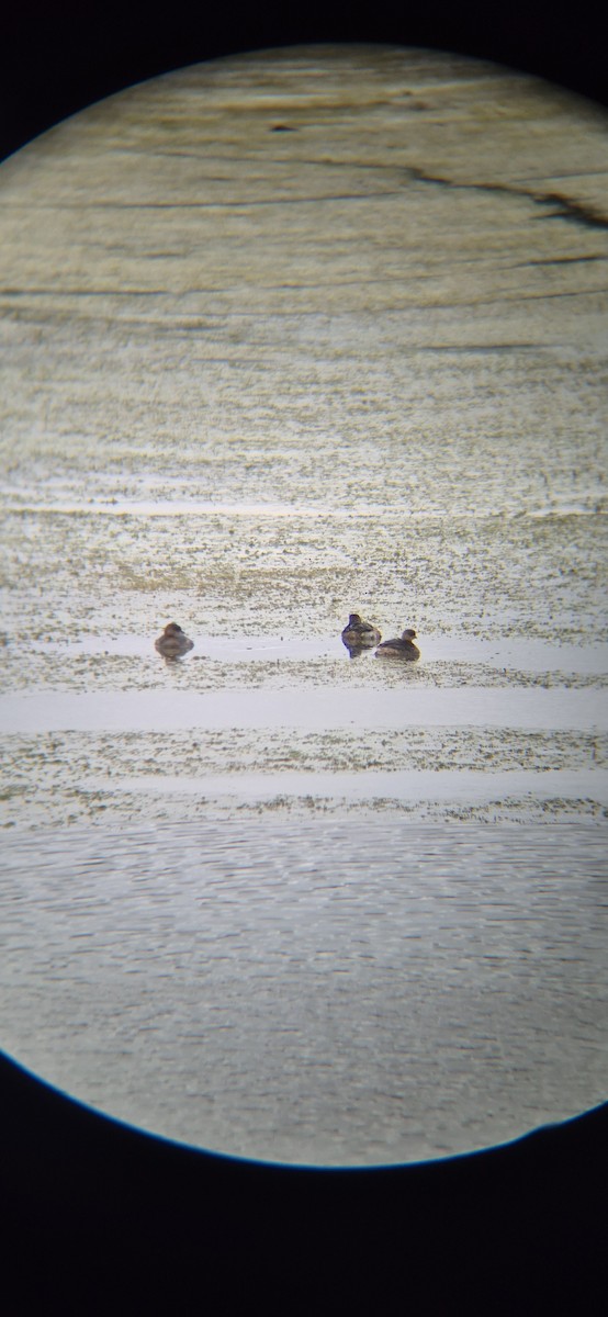 Пірникоза рябодзьоба - ML644606972