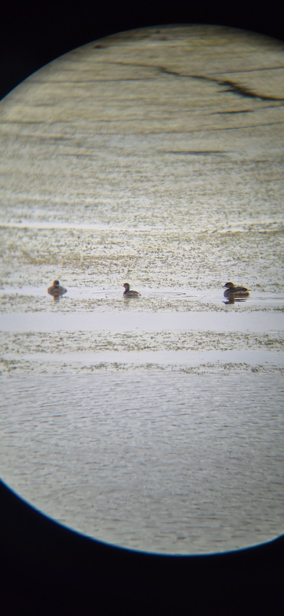 Пірникоза рябодзьоба - ML644606973