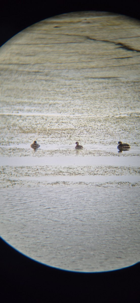 Пірникоза рябодзьоба - ML644606974