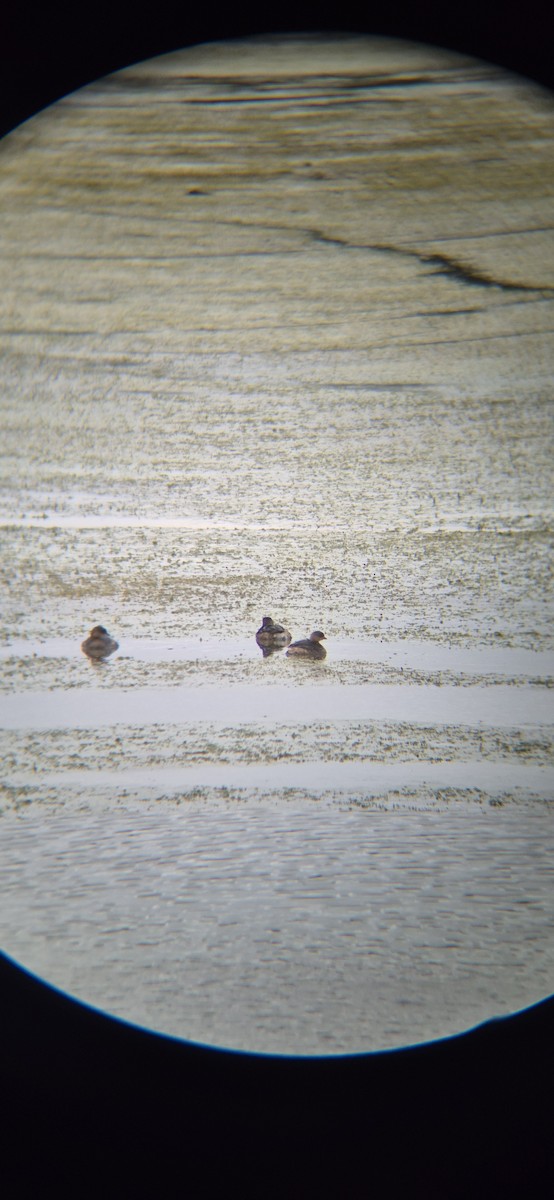 Пірникоза рябодзьоба - ML644606975