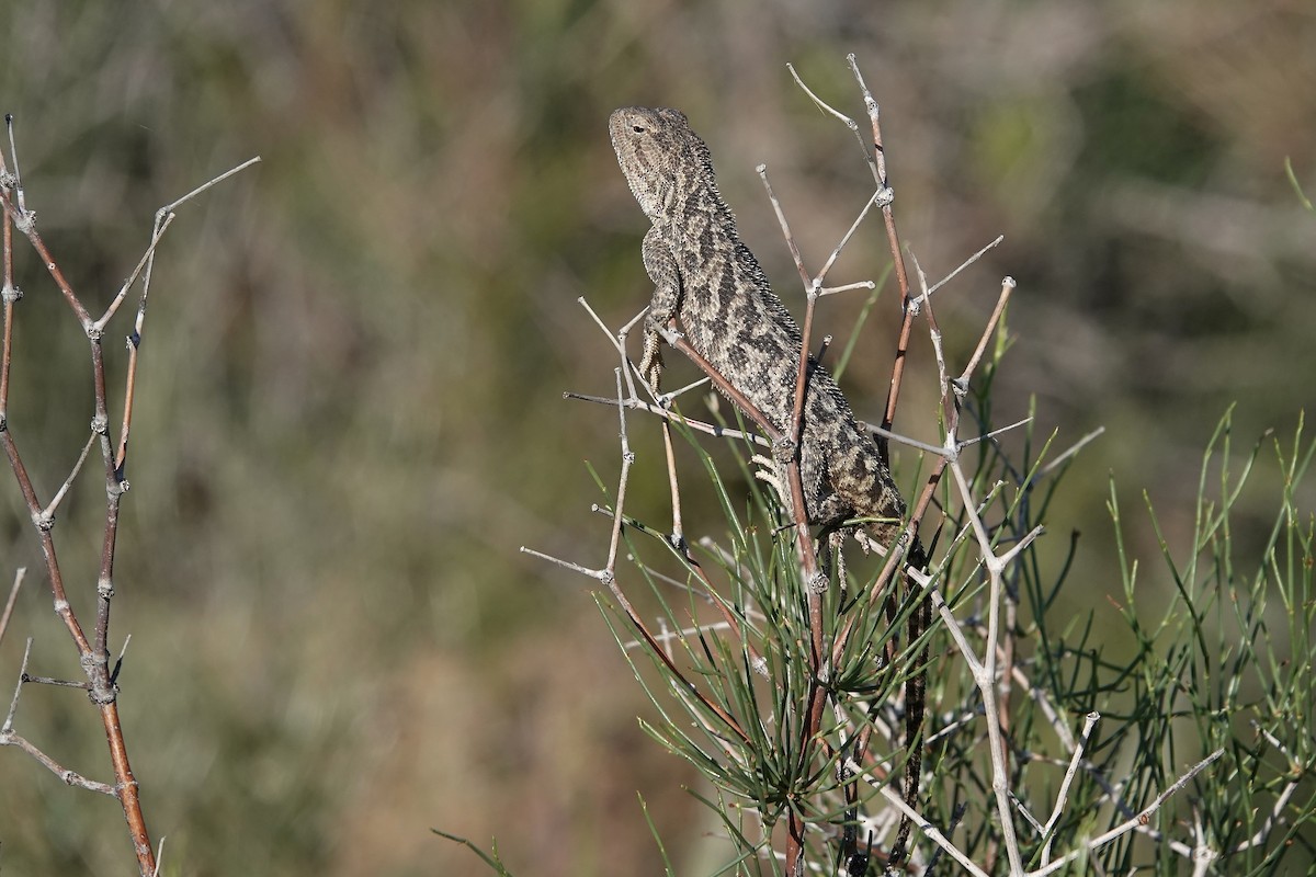 Steppe Agama - ML644606976