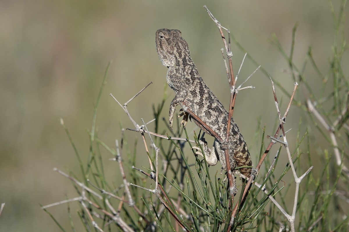 Steppe Agama - ML644606977