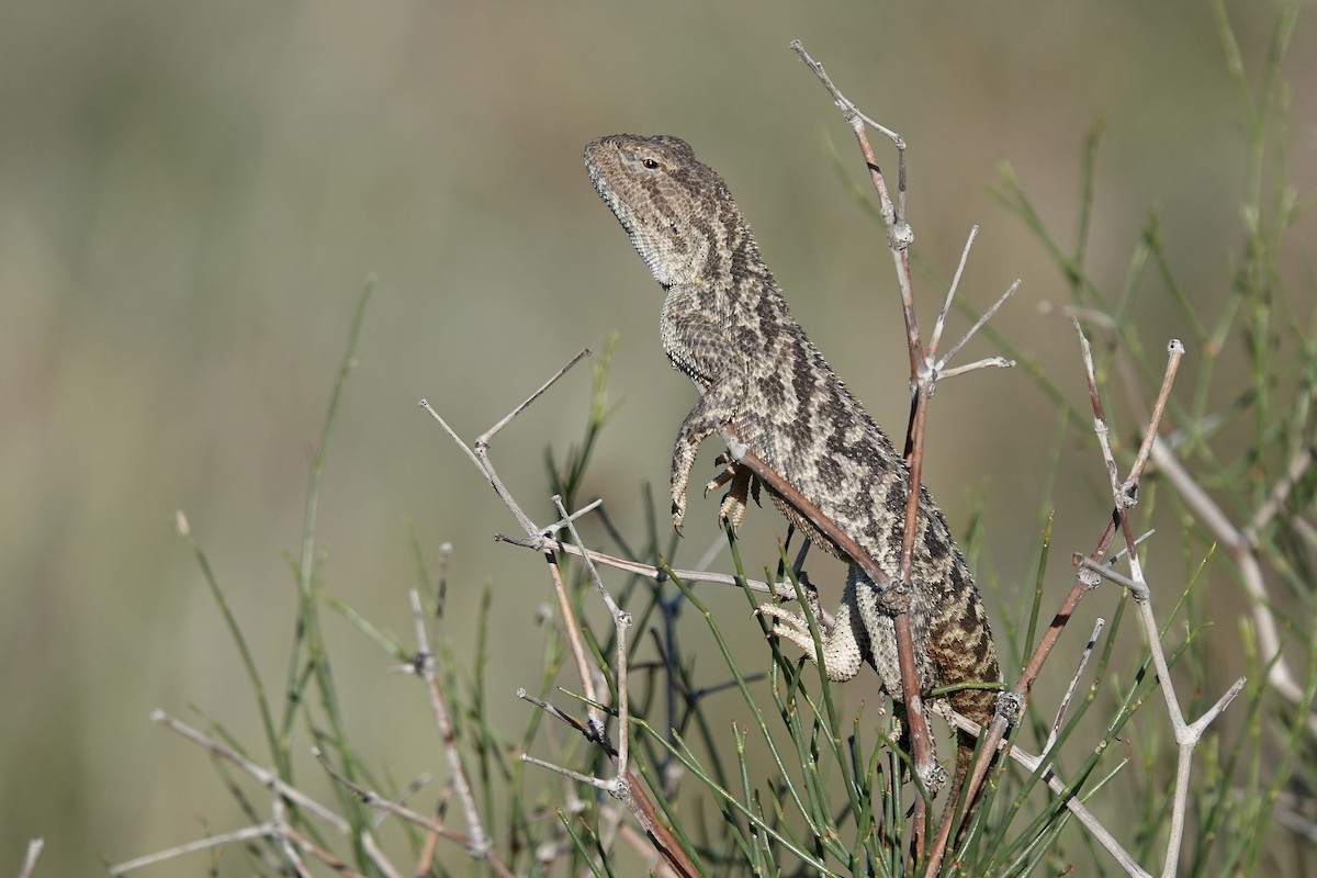 Steppe Agama - ML644606979
