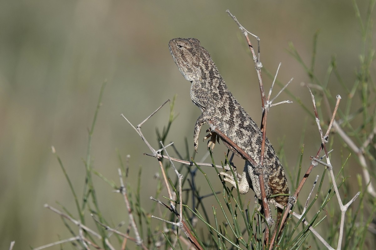 Steppe Agama - ML644606980