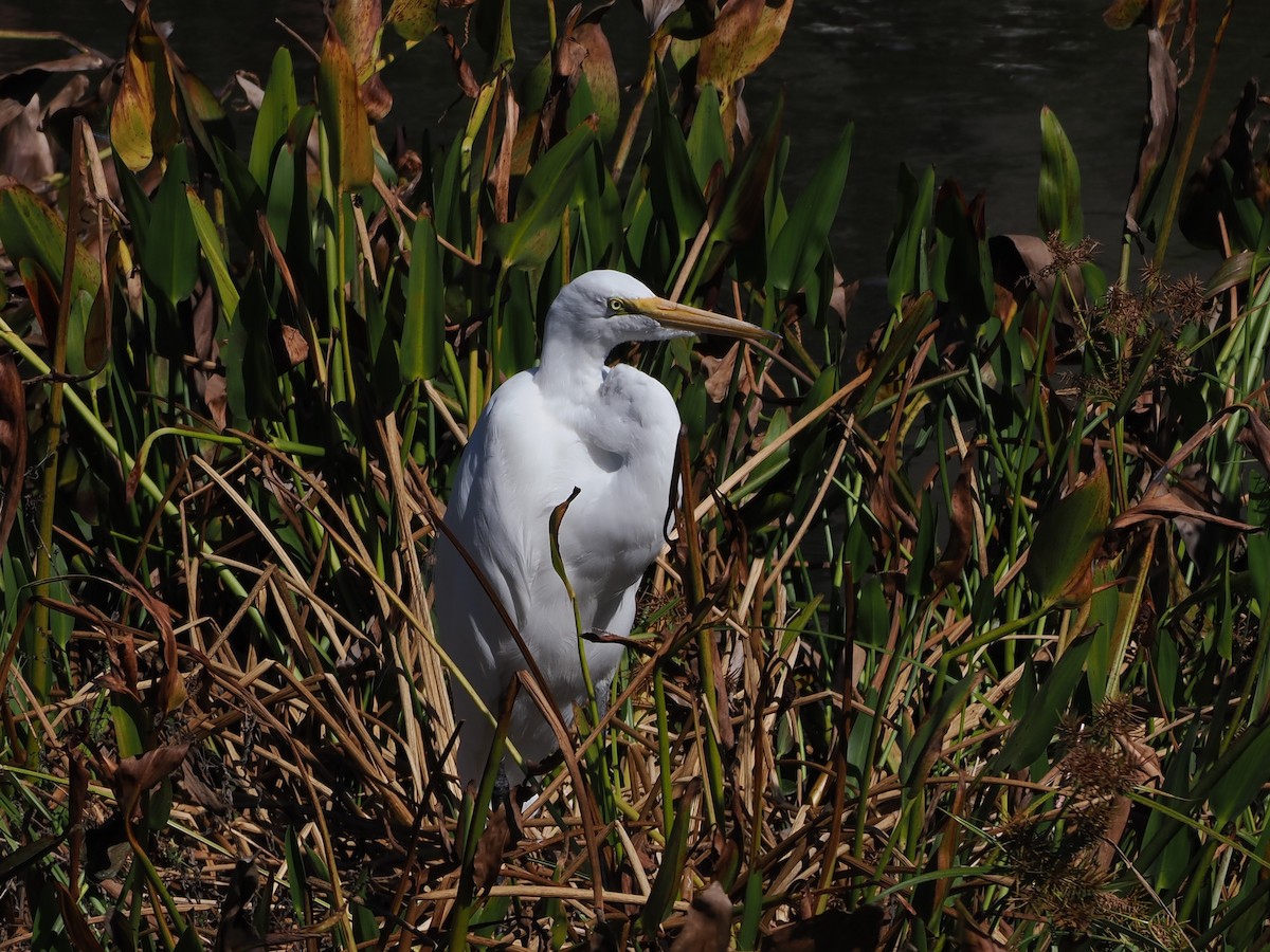 Great Egret - ML644606981