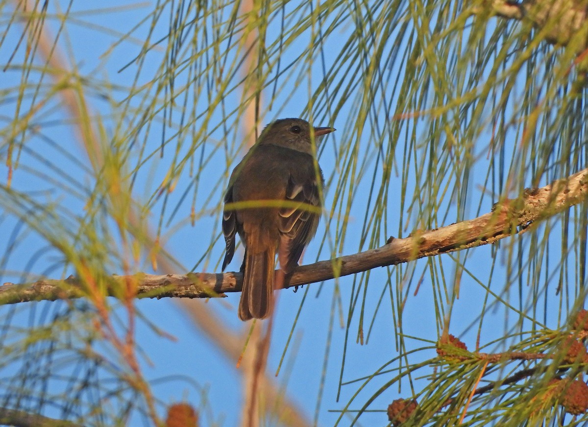 Élénie siffleuse - ML644607001