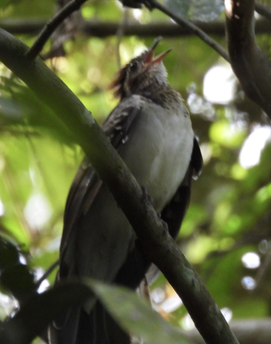 Pheasant Cuckoo - ML644607007
