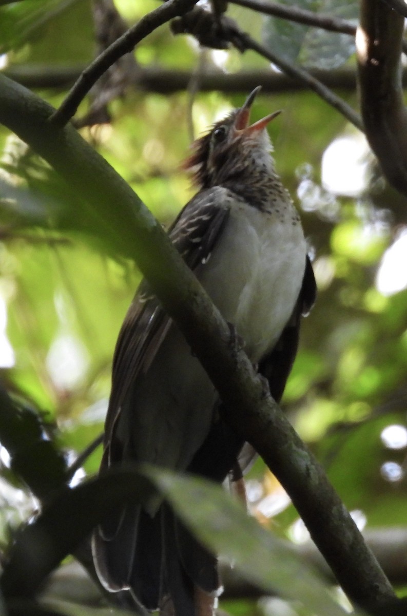 Pheasant Cuckoo - ML644607008
