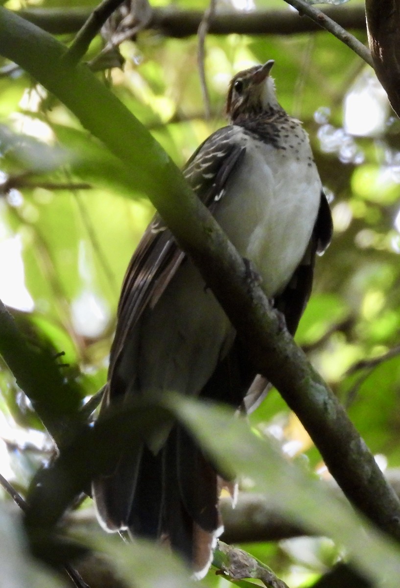 Pheasant Cuckoo - ML644607009