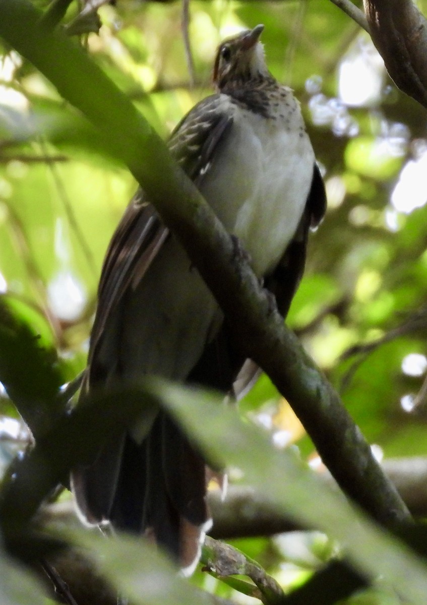 Pheasant Cuckoo - ML644607010