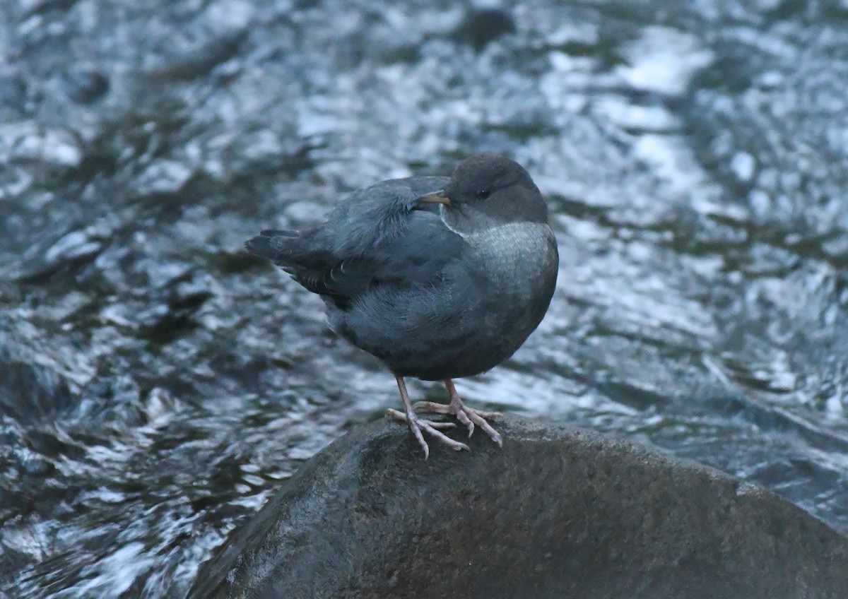 Ur-zozo iparramerikarra - ML644607016