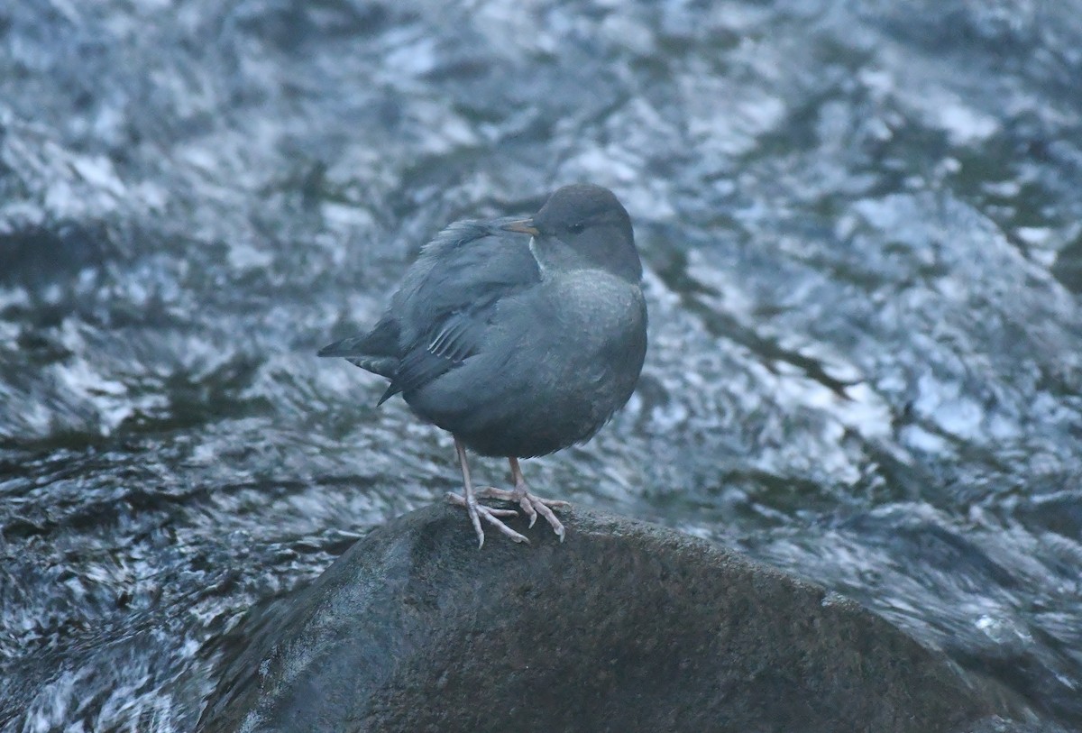 Ur-zozo iparramerikarra - ML644607017