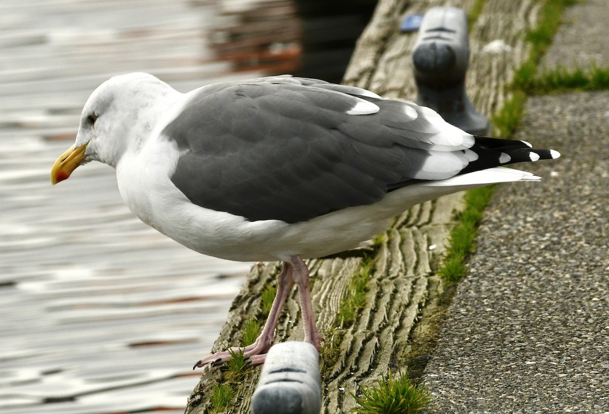 Мартин західний - ML644607030