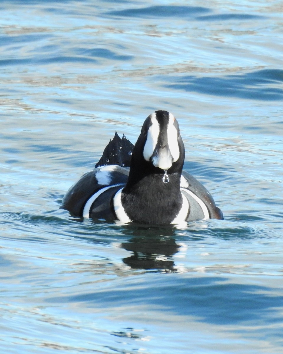 Harlequin Duck - ML644607032