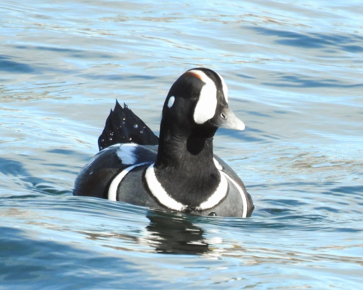 Harlequin Duck - ML644607033