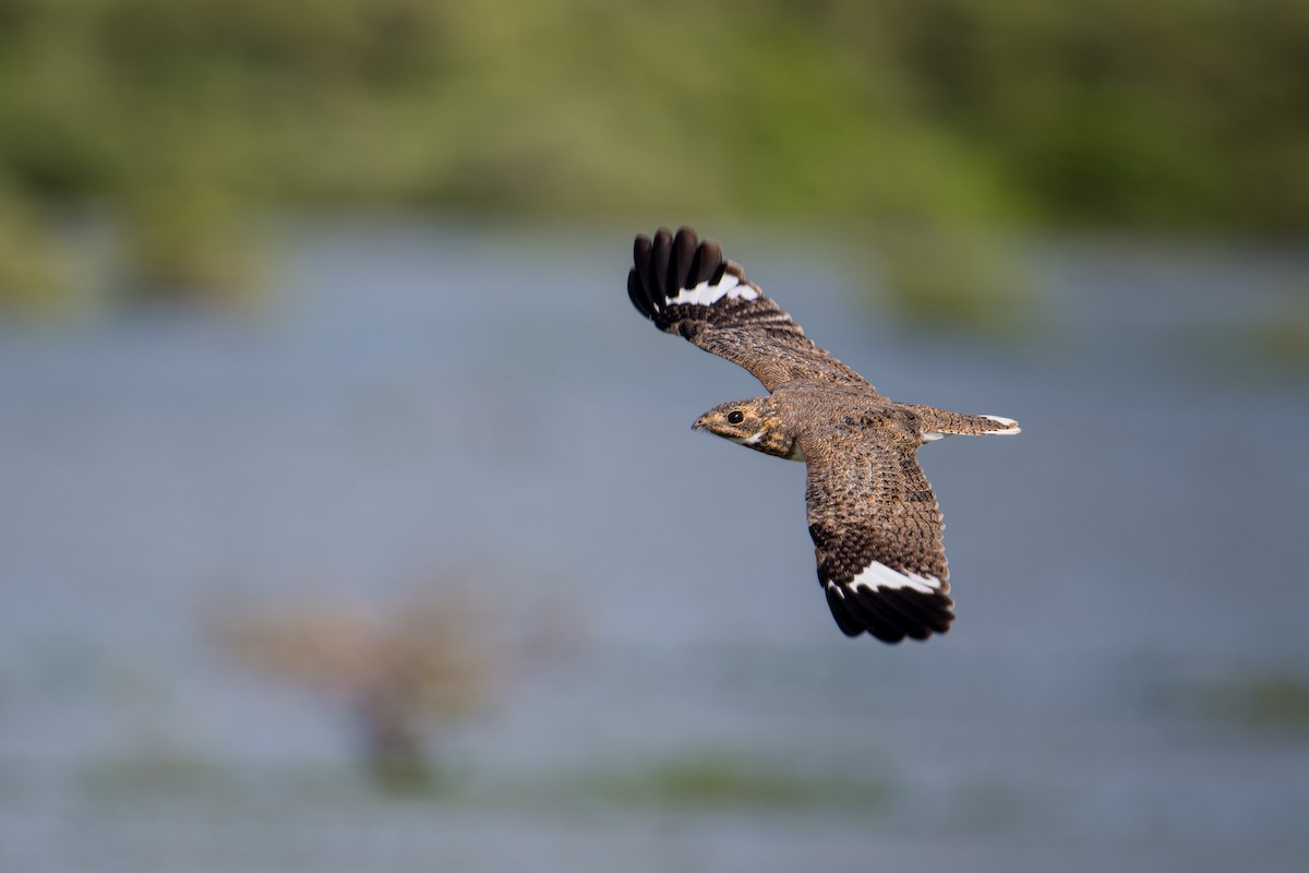 Белобрюхий сумеречник - ML644607034