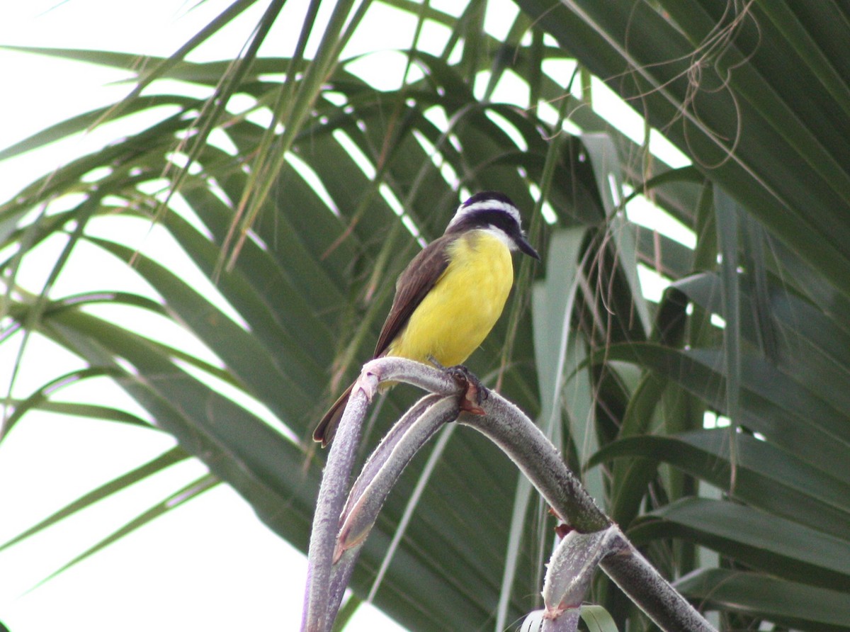 キバラオオタイランチョウ - ML644607066