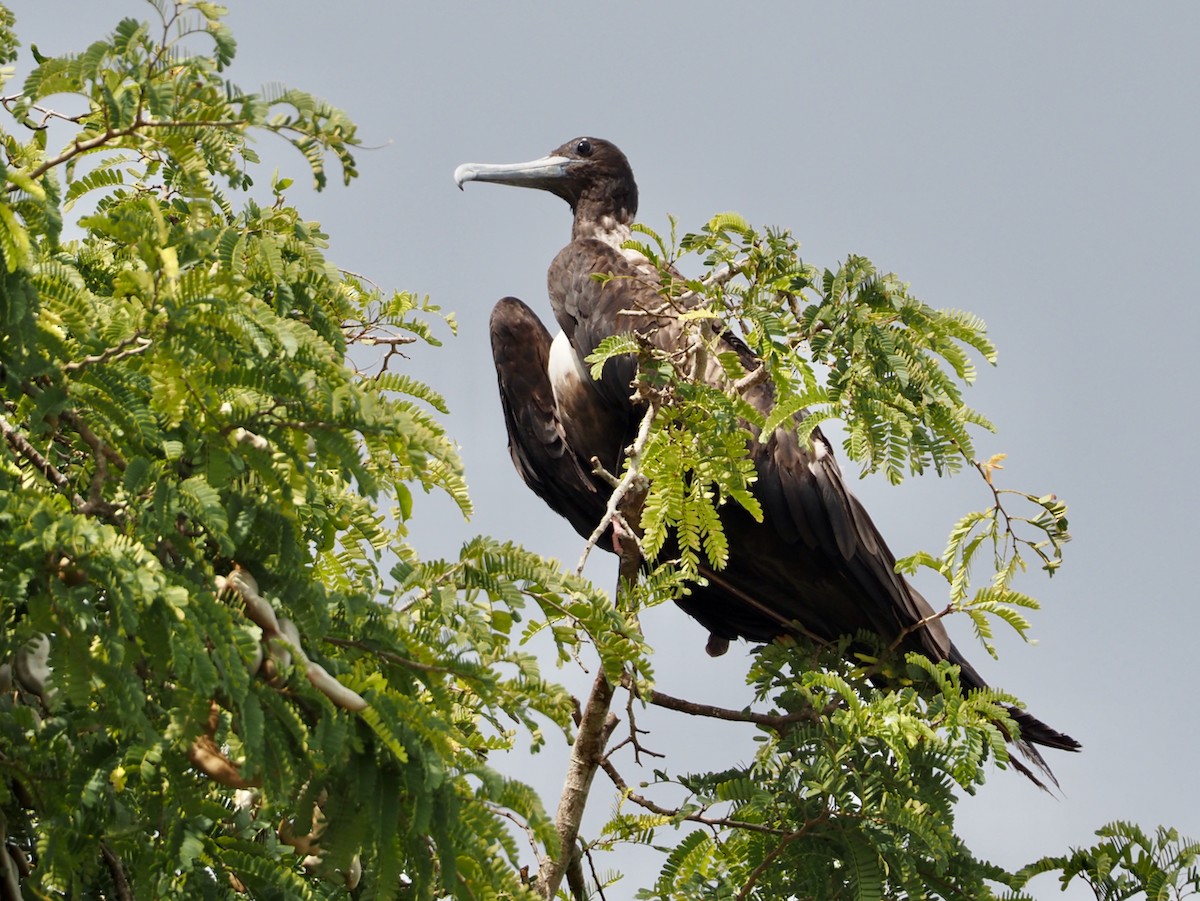 Muhteşem Fregatkuşu - ML644607119