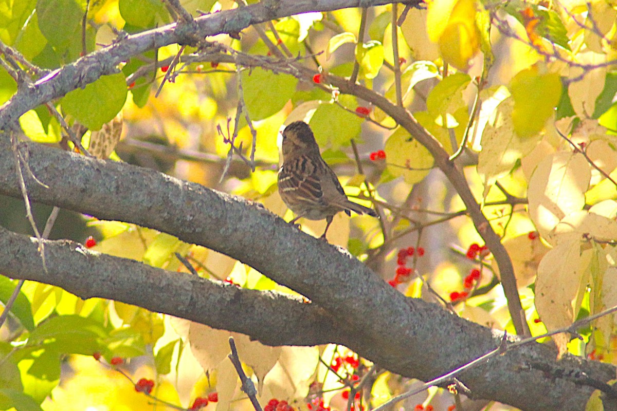 ムナフヒメドリ - ML644607126