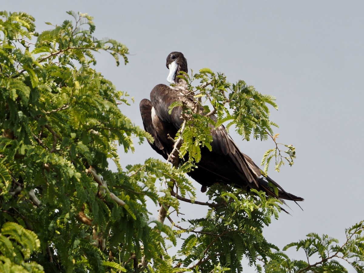 Muhteşem Fregatkuşu - ML644607142