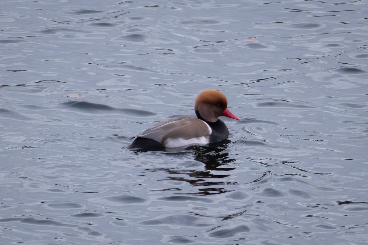 Улаан хошуут биваан - ML644607144