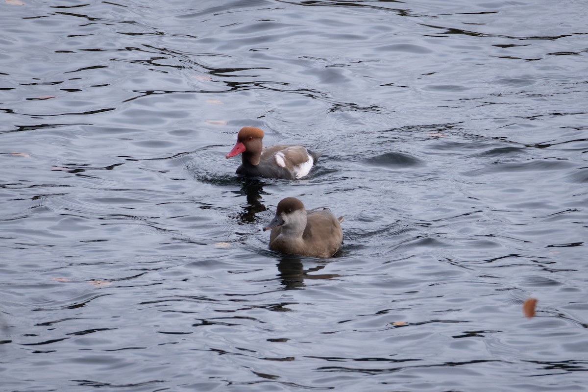 Улаан хошуут биваан - ML644607145