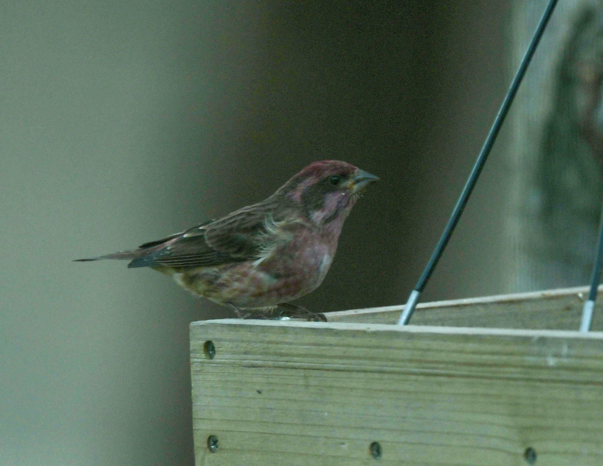 hýl nachový - ML644607153