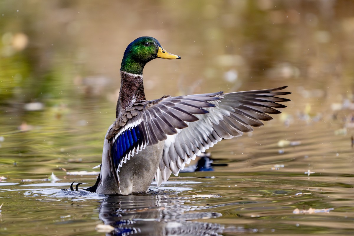 Mallard - ML644607164