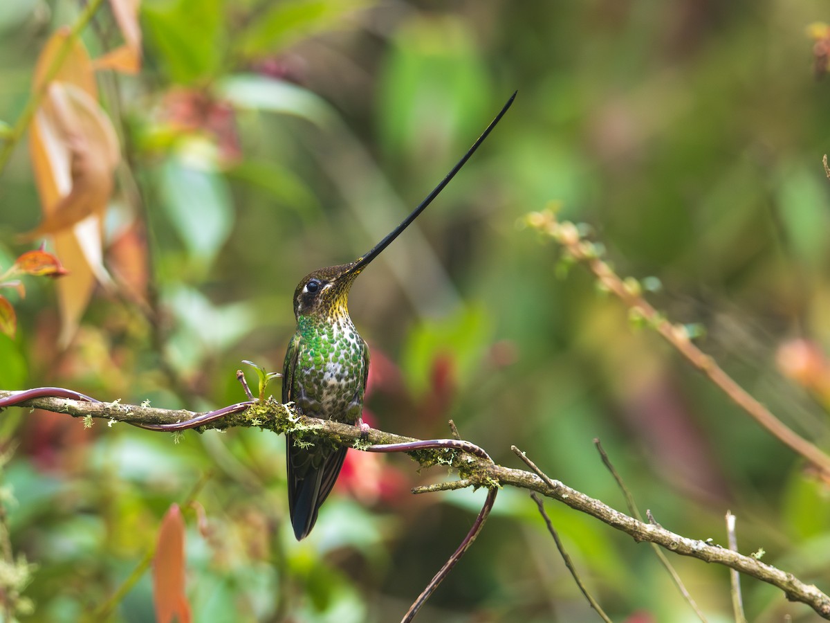 Sword-billed Hummingbird - ML644607168