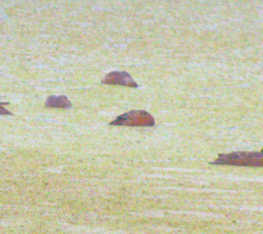 Cinnamon Teal - ML644607170