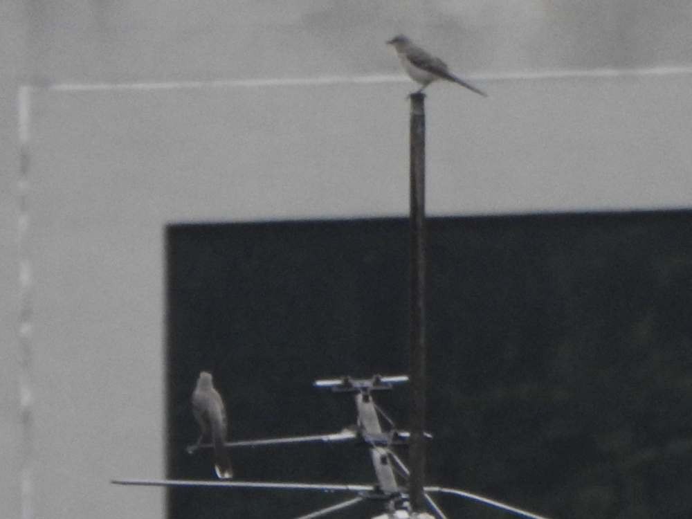 Tropical Mockingbird - ML644607188