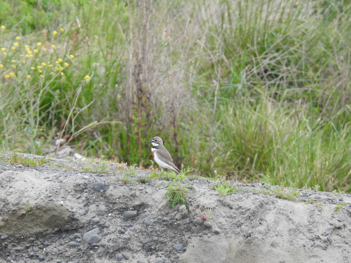 Double-banded Plover - ML644607189