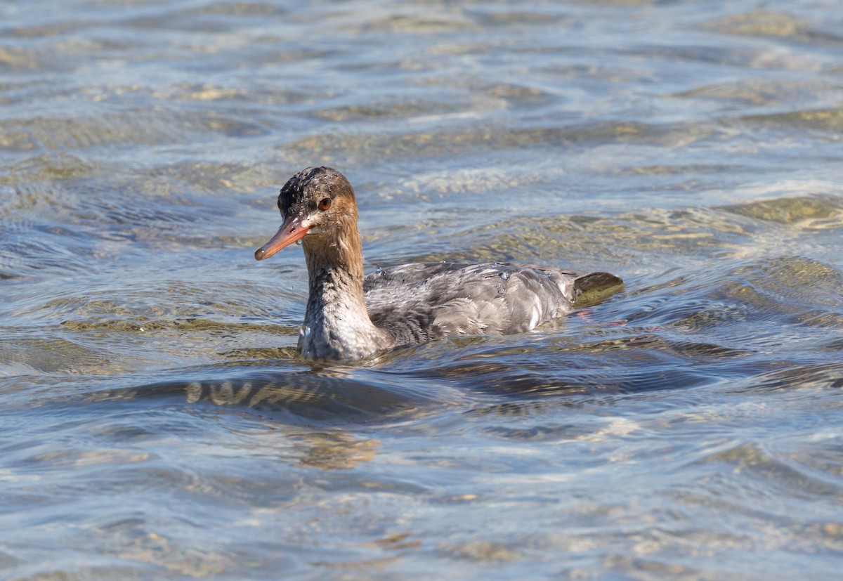 Red-breasted Merganser - ML644607191
